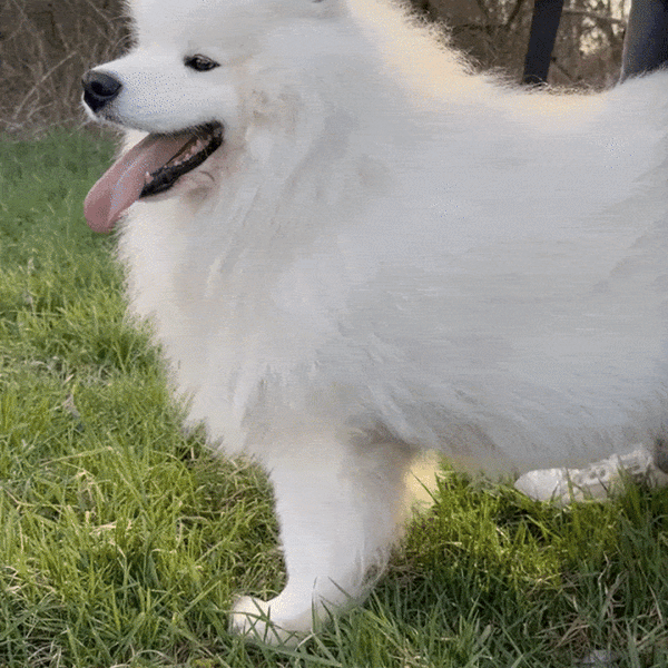 Swipa Canlu - Stilvolles Hundegeschirr für höchsten Schutz